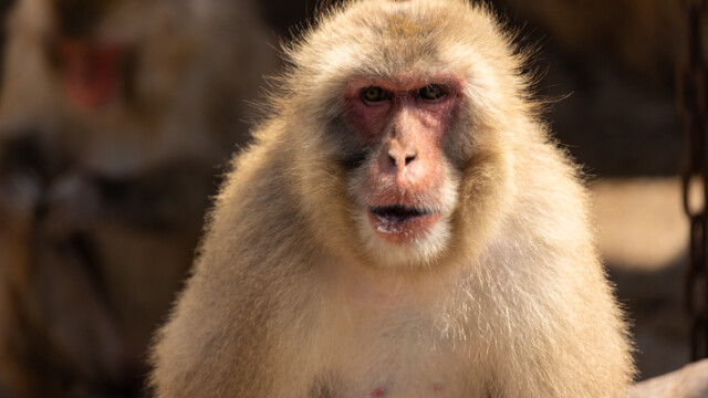 Банда агресивни маймуни тероризира японския град Ямагучи пишат световните медии