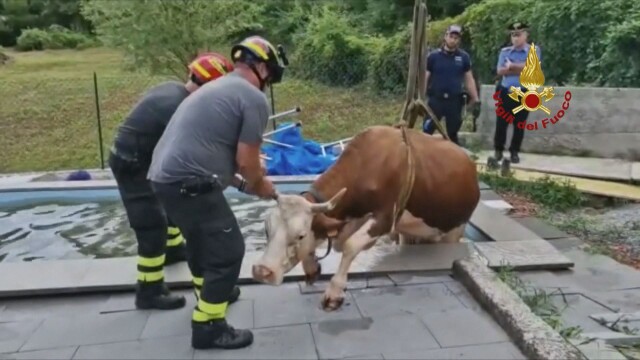 Необичайна спасителна операция в Италия Пожарникари извадиха крава заседнала в