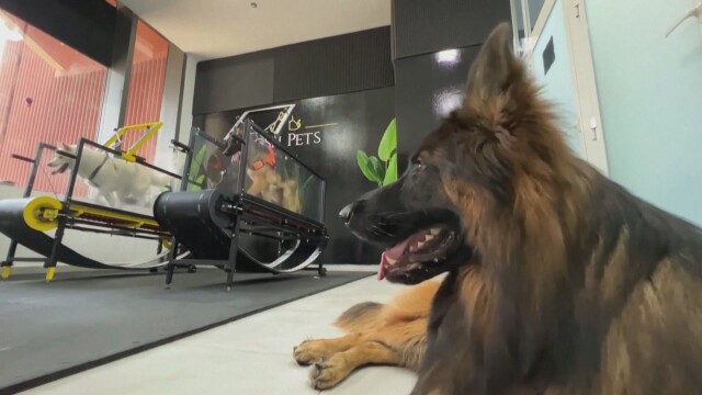 В Абу Даби отвори врати първият закрит фитнес за кучета