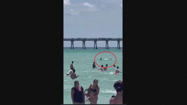 Бдителен посетител на плажа е заснел акула която плува край