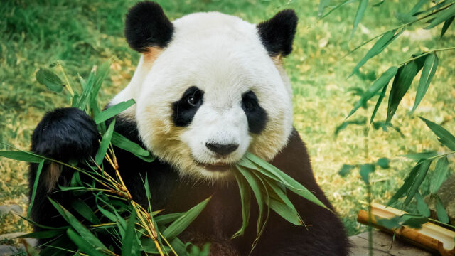 Гигантската панда в Южнокорейска зоологическа градина е родила близнаци преди