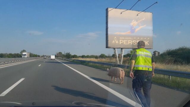 Полицейски патрул ескортира прасе на автомагистрала Тракия За това сигнализира
