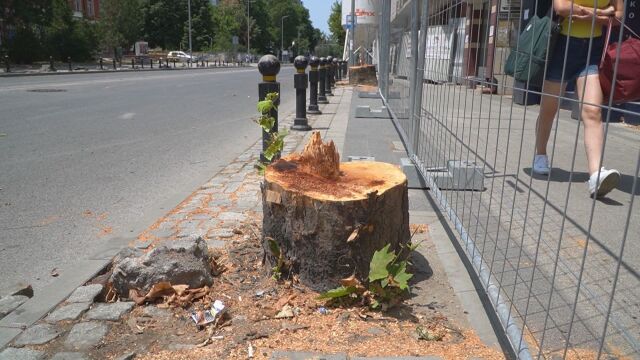 Десетки дървета бяха изсечени в Пловдив на един от централните
