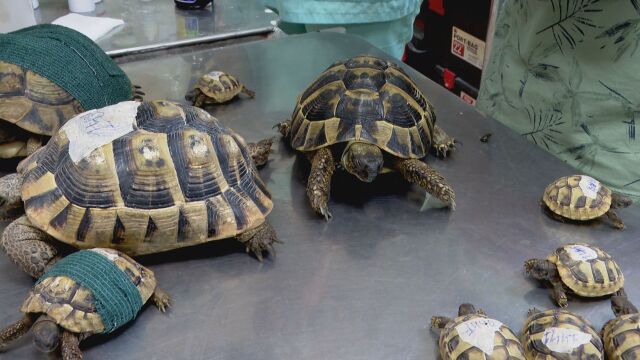 21 костенурки намериха временен дом в спасителния център в Стара