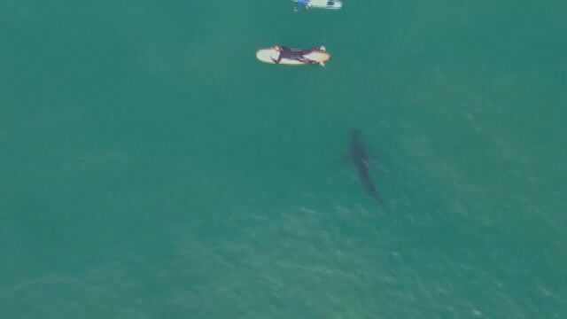 Голяма бяла акула на крайбрежието на Калифорния стресна сърфисти Видеоклип