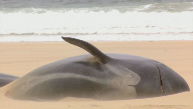 Над 50 пилотни кита загинаха след масово засядане на плажа
