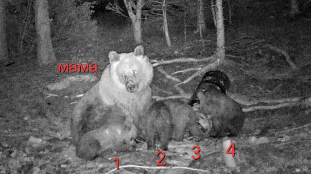 Кафява мечка роди четири мечета в гората край Чепеларе Изключително