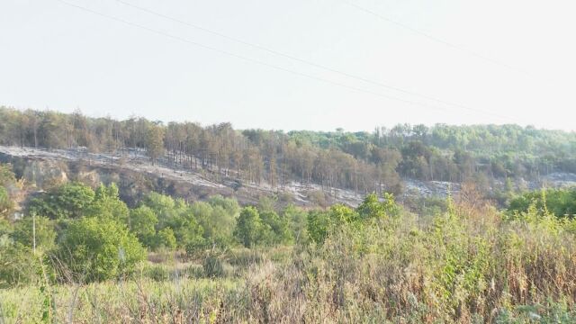 Големият пожар в борова гора в близост до два русенски