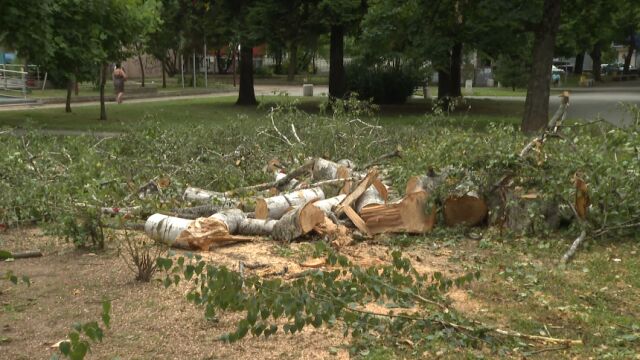 Нощна буря в Северозападна България Силният вятър събори дървета и