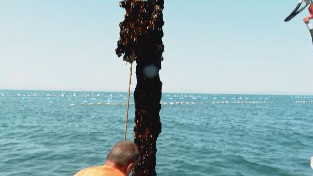 Катастрофален срив в броя на черупчестите мекотели се съобщава от