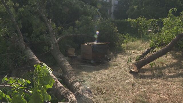 Над 20 незаконно отсечени дървета в столицата установиха местните власти