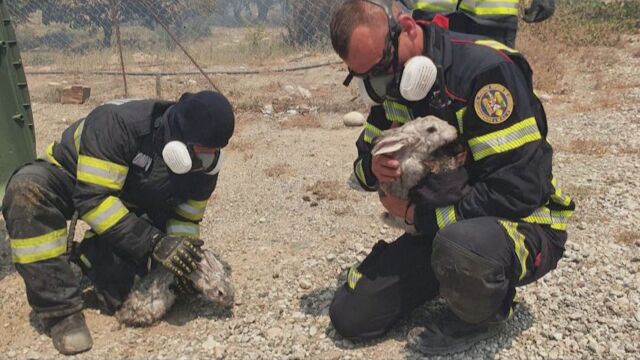 Снимки на румънски пожарникари даващи вода на спасени зайчета в