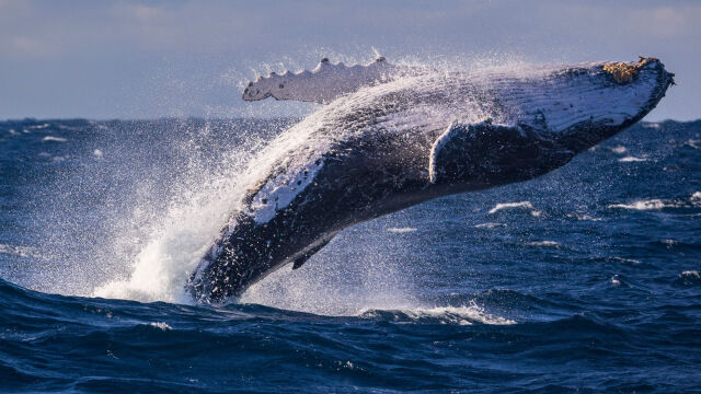 Наблюдатели на китове станаха свидетели на красиво шоу край Кейп