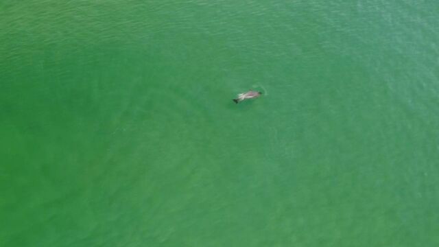 Делфин плува до брега край Шкорпиловци Кадрите са от платформата