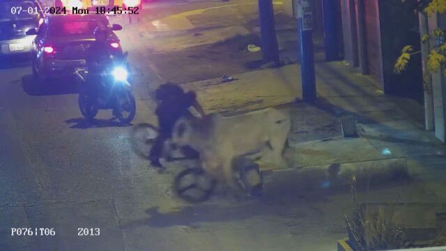 Избягал бик предизвика хаос по улиците в град в Перу