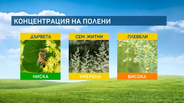 Локално вече започна да цъфти агресивният пелин от групата на