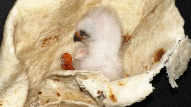 Осиротяло птиче паднало на земята е спасено по смел и