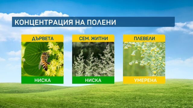Все по активно ще цъфти през новата седмица пелинът който е агресивен