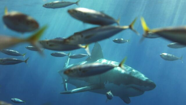 Плажът Падаро в Калифорния е известен като едно от най добрите