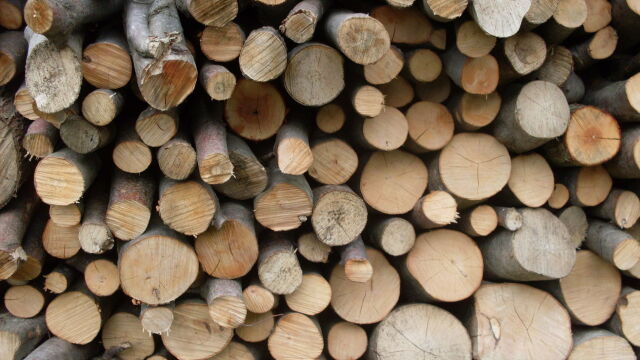 Криза с дървата за огрев има и в северозападна България
