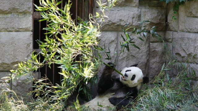 Китай реши че ще поднови дипломацията с панди със САЩ