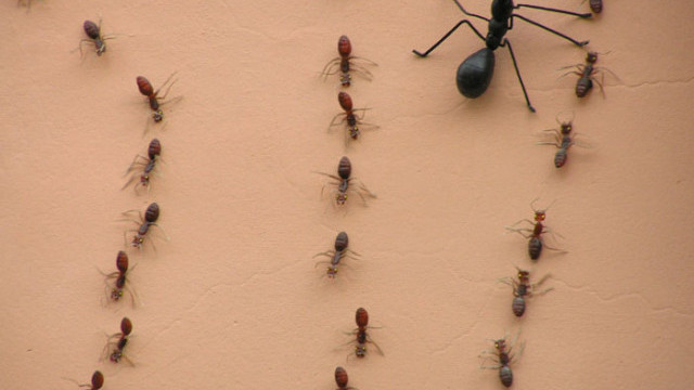 Експерти от италианския Университет в Тренто откриха закономерности в поведението