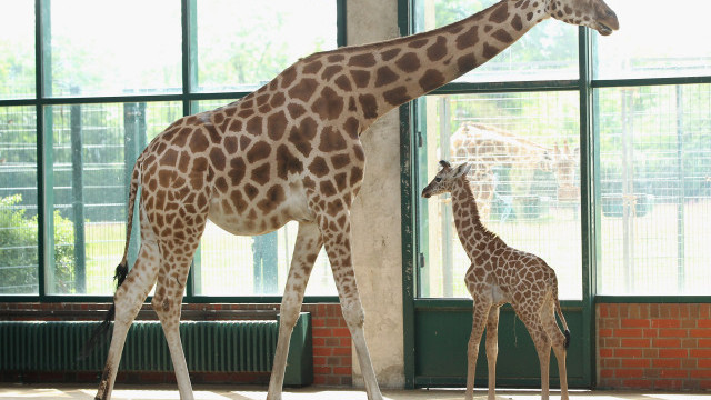 Зоопаркът в Оукланд Калифорния представи най новото си попълнение новороденото