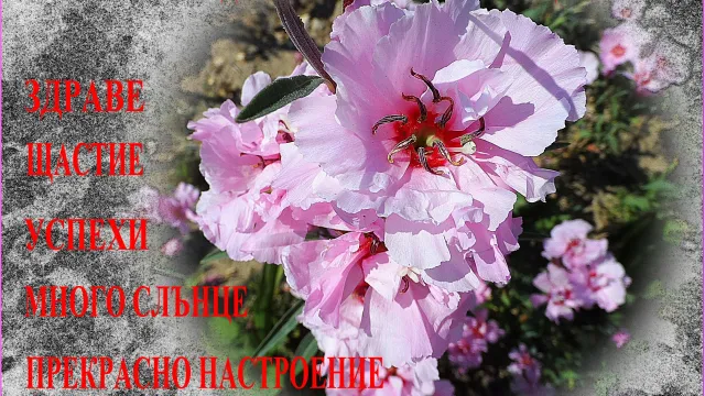 Честит Петровден на всички именници! - bTV Новините