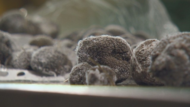 60 килограма контрабандни черни трюфели са открити при проверка на