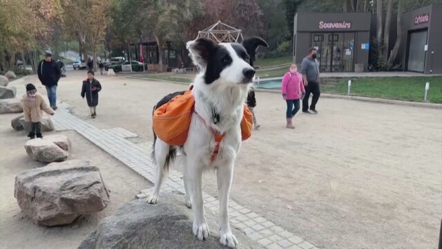 Куче събира боклуците от улиците и парковете на чилийската столица