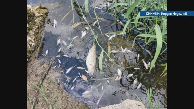 Сигнал за замърсяване на река Белица край Дебелец Зрители на bTV
