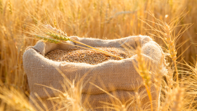 Ще има ли достатъчно пшеница за България?