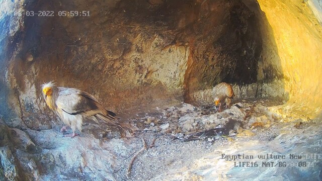 Бебе от световно застрашения вид египетски лешояд се излюпи в