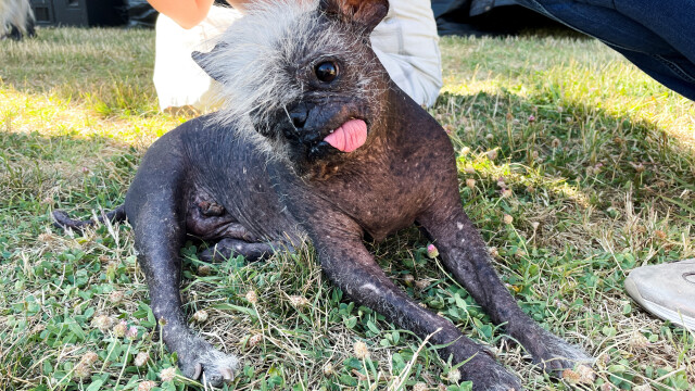 След 2 годишно прекъсване заради пандемията от коронавирус конкурсът Най грозното куче