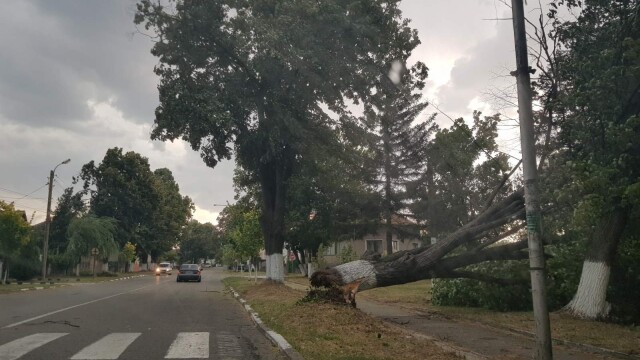 Силна буря връхлетя Козлодуй съобщи кореспондентът на bTV Има прекършени