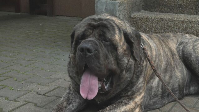 Кучето Уриас официално е най тежкото куче в Чехия Готов да