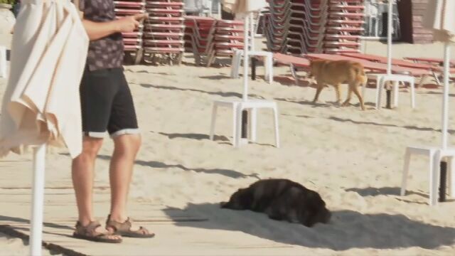 Кучета нападат спасители на плажа
