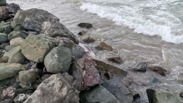 Мъртъв делфин бе открит на брега край Поморие След получения