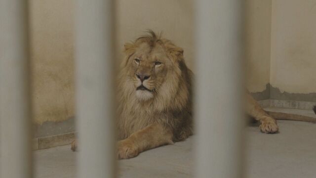 Лъвове спасени от Украйна безопасно пристигнаха в зоологическата градина в