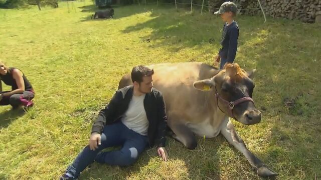 Една необичайна терапия Германци прегръщат крави за освобождаване от стреса