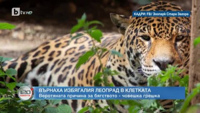 Приключи драмата с избягалия леопард от зоопарка в Стара Загора