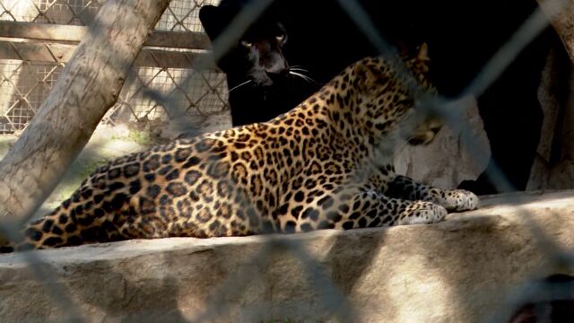 Леопард беше на свобода близо три часа в зоопарка в