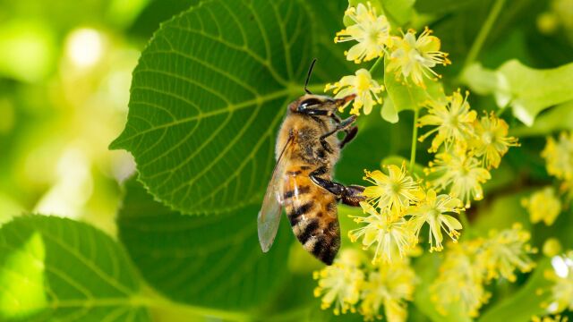 Прогнозата за алергизиращите растения е съвместен проект на bTV и на
