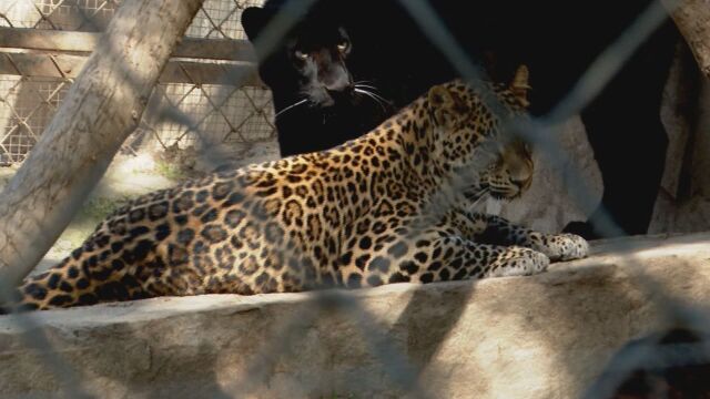 Леопардът от зоологическата градина в Стара Загора избяга но за