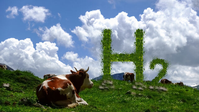 Ирландските крави са най щастливите на света но не за