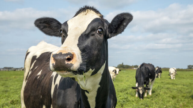 Силно заразен птичи грип ходи по кравите откриха в САЩ