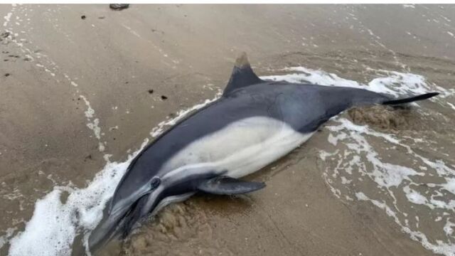 Токсичният цъфтеж на водорасли убива стотици тюлени и делфини край