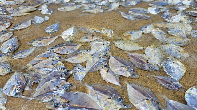 Мъртва риба изплува на плажа в Чумпхон Тайланд Вероятната причина