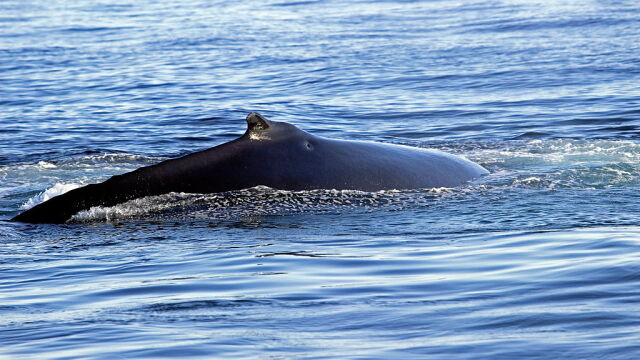 Кадри с дрон заснеха моментите когато любопитен кит плува паралелно
