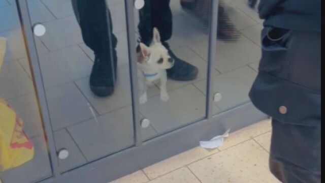 Куче чака стопанинът му да приключи с пазаруването в голям